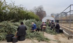 Birecik'te hedef yıllık 100 bin zeytin fidesi