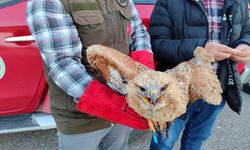 Bitkin halde bulunan kızıl şahin tedavi altına alındı