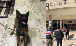 Kurt köpeği hırsızlığı ile ilgili 2 kişi tutuklandı