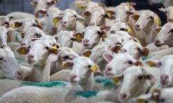 Ceylanpınar TİGEM'de koyun satışı