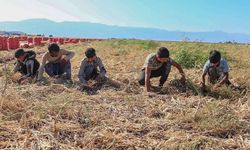 Hatay’da Urfalı tarım işçisi çocuktan acı haber