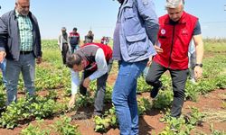 Şanlıurfa'da ilk defa şeker fasulyesi ekildi