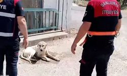 Haliliye'de sulama kanalına düşen köpek kurtarıldı
