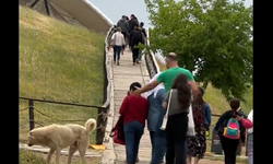 Göbeklitepe'de başıboş köpek rezaleti!