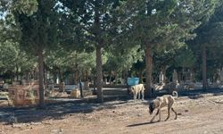 Mezarlık bile "Başıboş köpek sürüleri"nin istilasında!