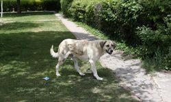 Sahipsiz köpeklere çözüm bekleniyor