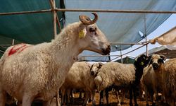 Türk Kızılay, kurban vekaleti bedellerini açıkladı