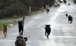 Sokak köpekleri 60 yaşındaki kadına saldırdı