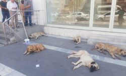 Haliliye'de başıboş köpekler kaldırımları işgal etti