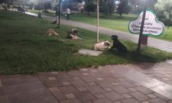 Novada Parkındaki köpekler Yasa'yı mı bekliyor?