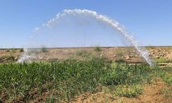 Patlayan borudan sızan su ekinlere zarar verdi