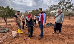 Tarım ve Orman Müdürlüğü, zarar gören üreticileri yalnız bırakmadı