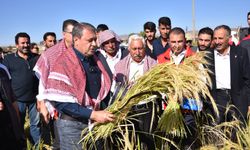 Karacadağ pirincinde hasat başladı