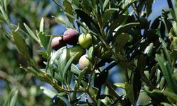 Türkiye'de 750 bin ton sofralık zeytin rekoltesi bekleniyor