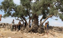 'Ağaçların Göbeklitepesi’ Cudi Zeytin Ağacı daldasında 'Theremin tınıları'