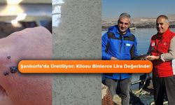 Şanlıurfa’da Üretiliyor: Kilosu Binlerce Lira Değerinde!