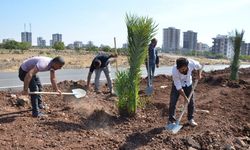 Siverek’te refüjlere Medine Hurması Dikildi