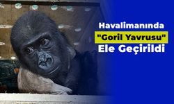 Havalimanında "Goril Yavrusu" Ele Geçirildi