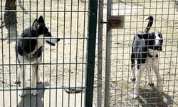 "Başıboş köpeklere" ilişkin esasları belirledi