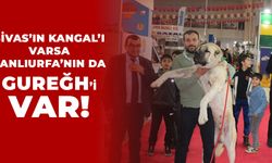 Sivas’ın Kangal’ı varsa Şanlıurfa’nın da Gureğh’i var!