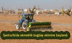 Şanlıurfa'da ekmeklik buğday ekimine başlandı