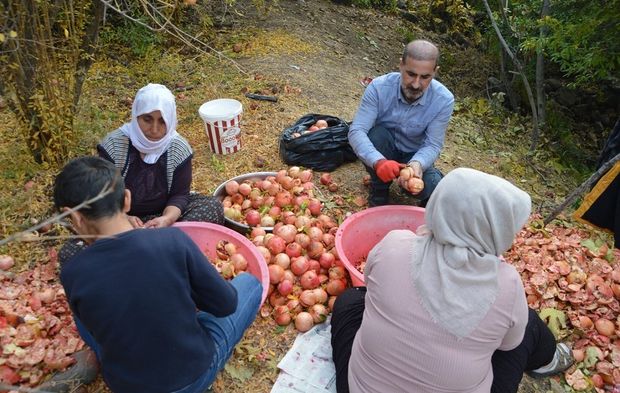 Divan Köyü'nde nar ekşisinin geleneksel sırrı