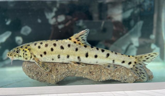 En nadir 10 balık arasında yer alan leopar Sazanı, Dicle Nehri'nde görüldü