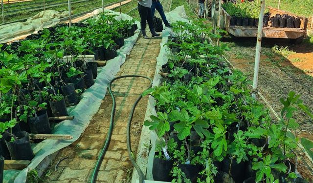 GAPTAEM, Bölgedeki yerel incir çeşitlerini tarıma kazandırıyor