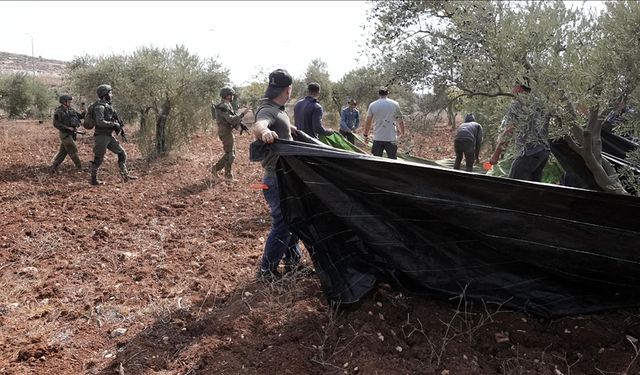 İsrailliler, Nablus'ta zeytin toplayan Filistinli çiftçilere saldırdı