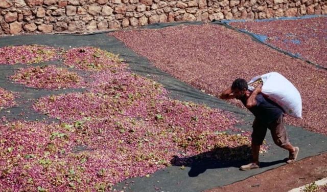 "Urfa fıstığı" temalı fotoğraf yarışması sonuçlandı