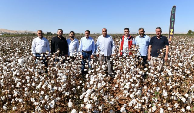 Urfa Pamuğu tescilleniyor