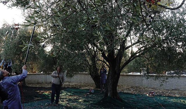 Balıkesir'de 11 asırlık ağaçtan zeytin hasadı