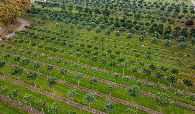 Dış mekan süs bitkilerine kalite standardı geliyor