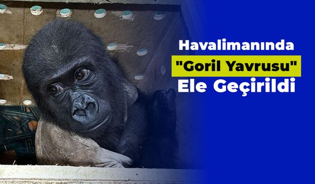 Havalimanında "Goril Yavrusu" Ele Geçirildi