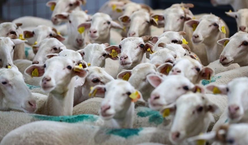 Ceylanpınar TİGEM'de koyun satışı