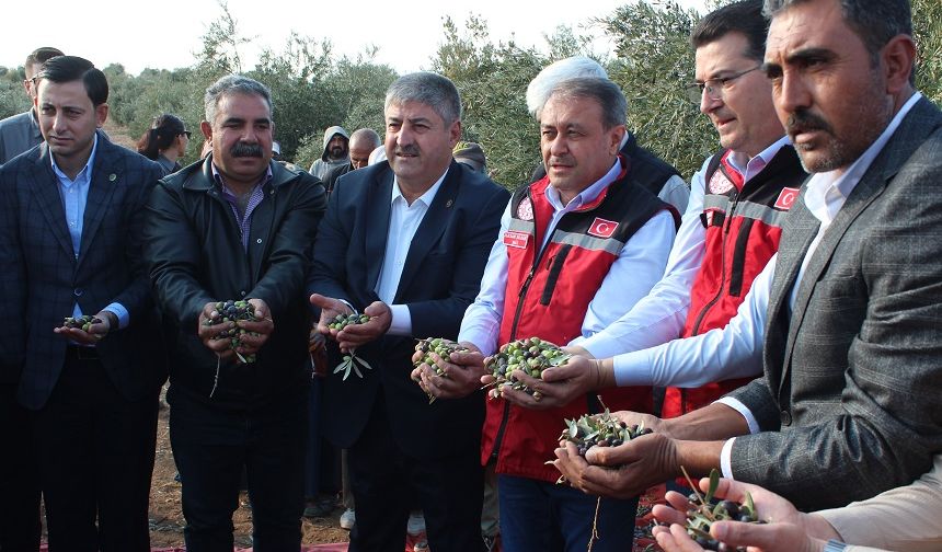 Zeytinin anavatanında hasat heyecanı