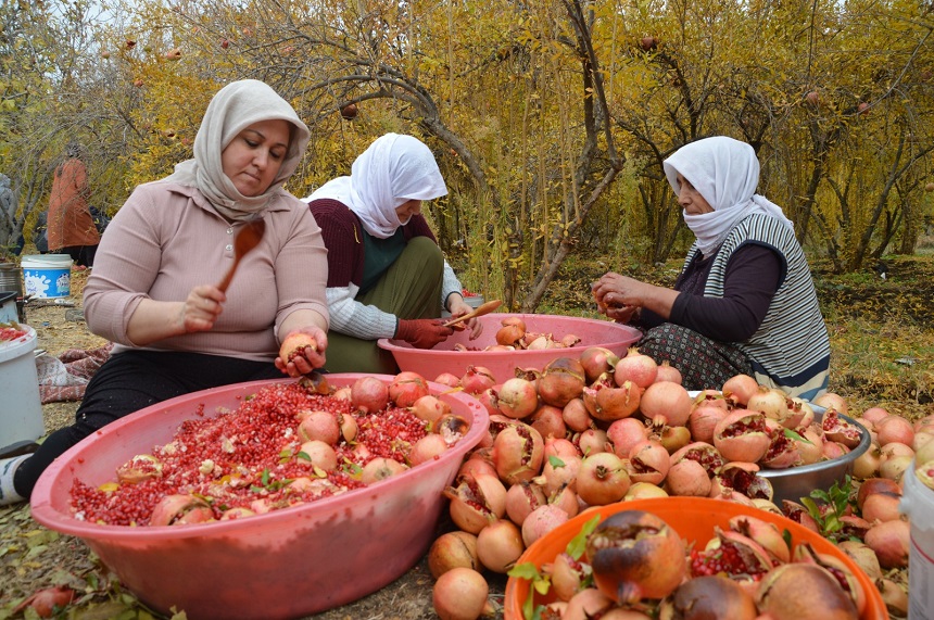 Divan Köyü'nde Nar Ekşisinin Geleneksel Sırrı (5)